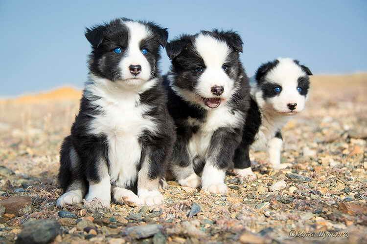 якутская лайка фото