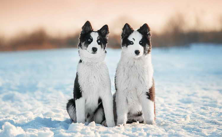 щенки якутской лайки