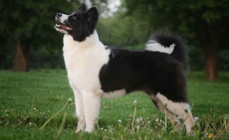 якутская лайка