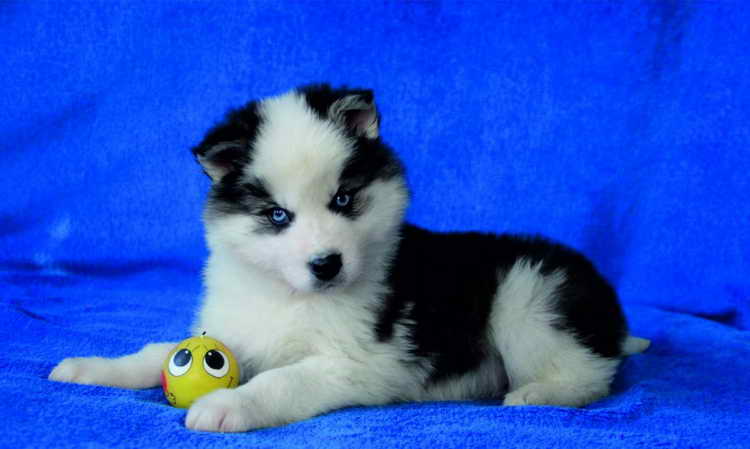 якутская лайка характеристика породы