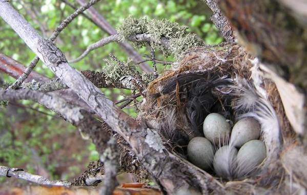 Юрок-птица-Описание-особенности-вид-образ жизни-и-среда обитания-Юрка-13