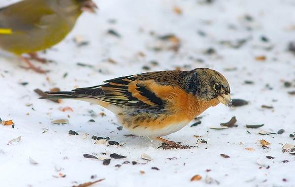 Юрок-птица-Описание-особенности-вид-образ жизни-и-среда обитания-Юрка-15