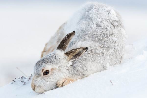 Заяц-беляк-животное-Описание-особенности-образа-образа-жизни-беляка-4
