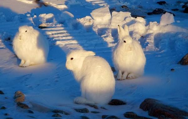 Заяц-беляк-животное-Описание-особенности-образа-жизни-среды обитания-беляка-беляка-7