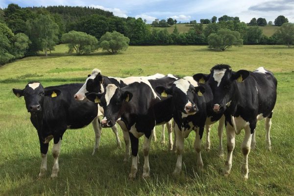 При отсутствии пастбищ животные требуют постоянного выгула