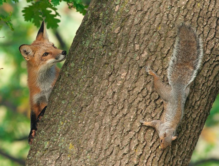 Естественные враги белок