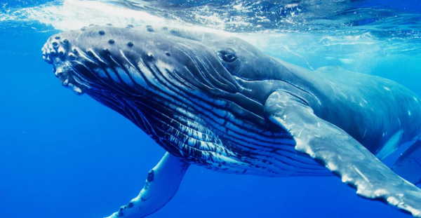 Синий кит с усами