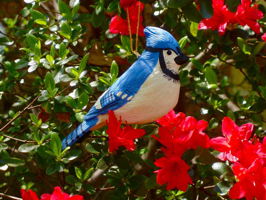 Голубая кустовая сойка