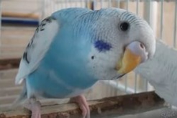 Выбираем для обучения спокойную и любопытную птицу