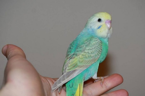 Приступаем к обучению попугая простым словам