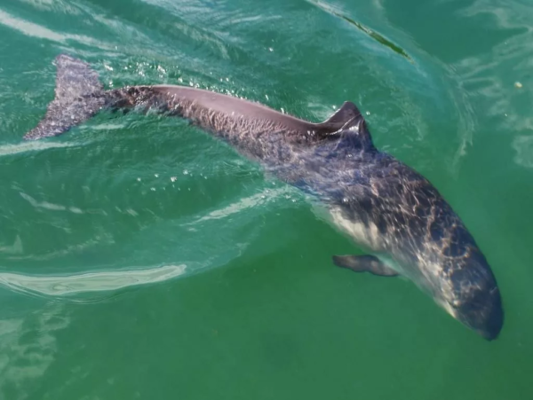 Среди обитателей воды есть млекопитающие