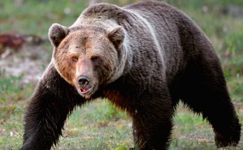 Бурый медведь
