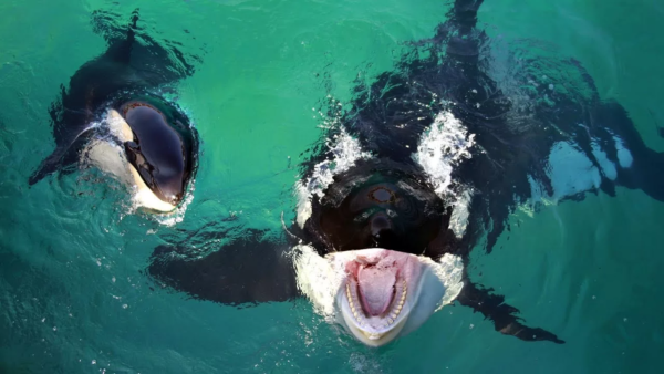 Косатки классифицируются как опасные морские хищники
