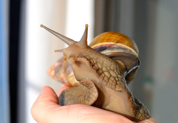 улитки ахатины