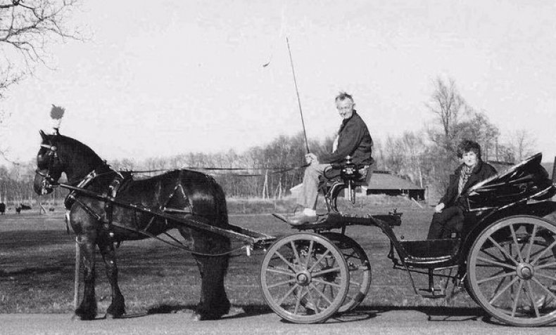 Фризская порода лошадей: описание, особенности содержания и кормления