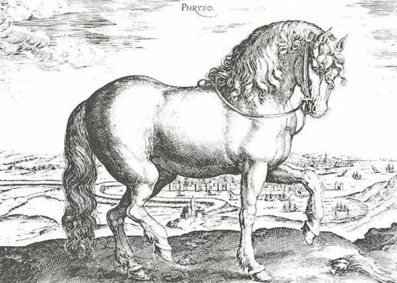 Фризская порода лошадей: описание, особенности содержания и кормления