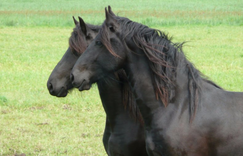 Фризская порода лошадей: описание, особенности содержания и кормления
