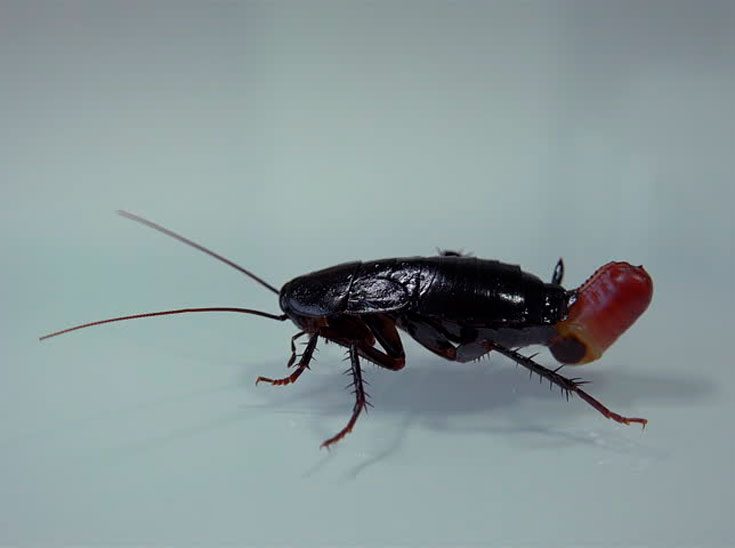 Процесс разведения