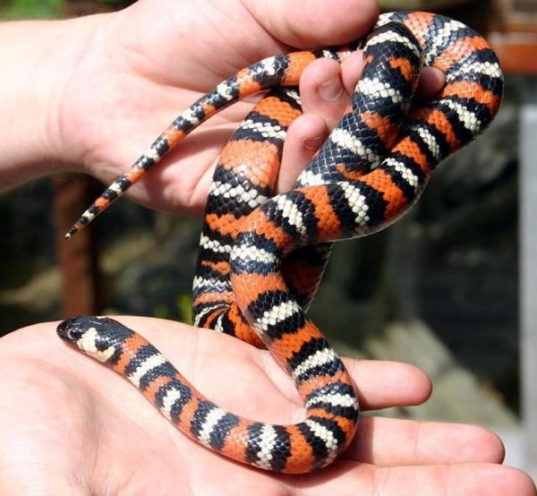 Калифорнийская змея: описание, виды, содержание и уход