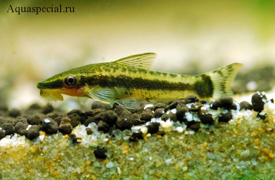 Отоцинклюс аффинис фото