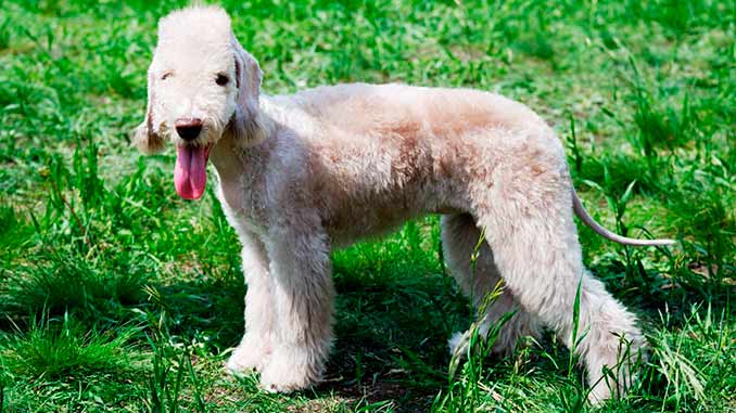 фото бедлингтон терьера