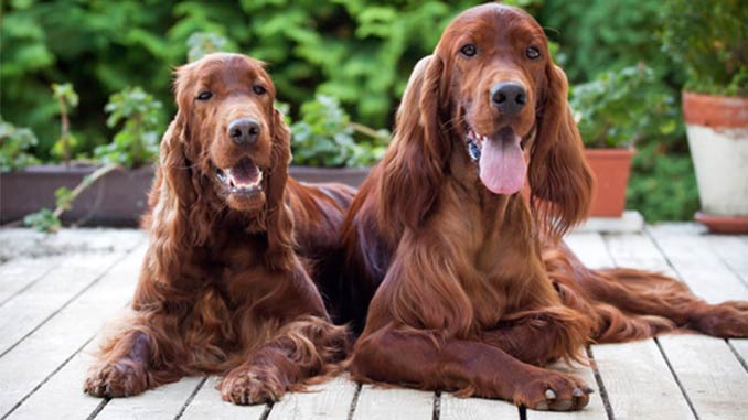 фото собак породы Ирландский сеттер
