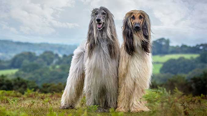 фото собак породы афганская борзая