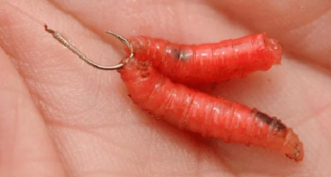 plante en oppblåst maggot