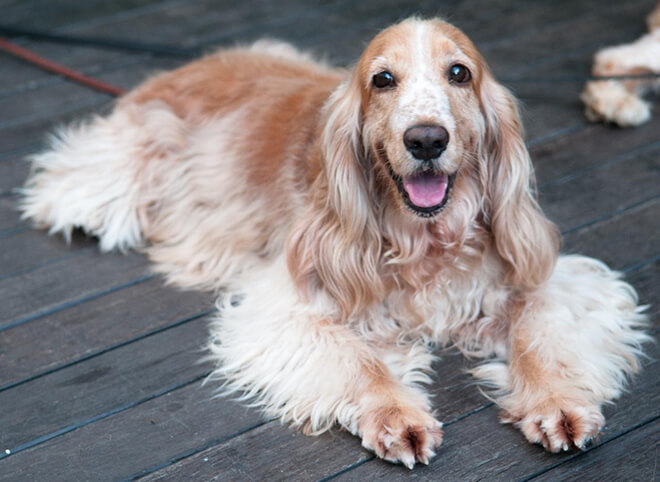 охотничья собака