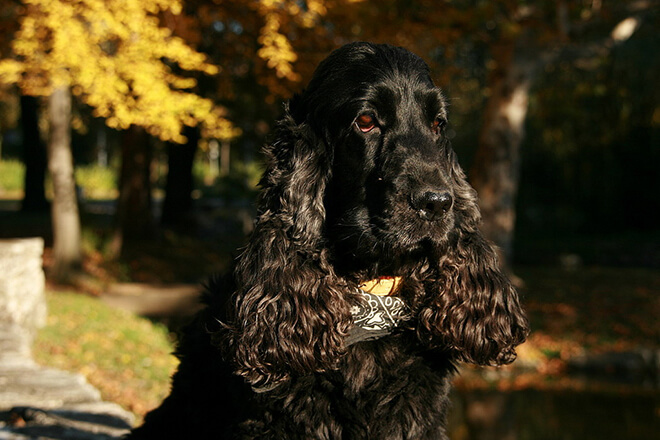 черный кокер-спаниель
