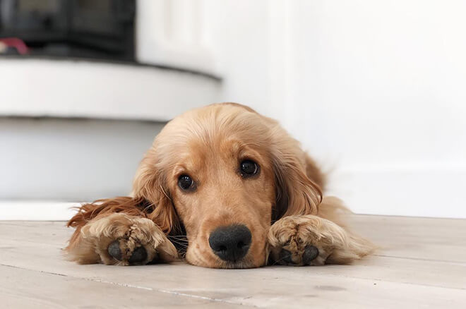 Английский кокер-спаниель