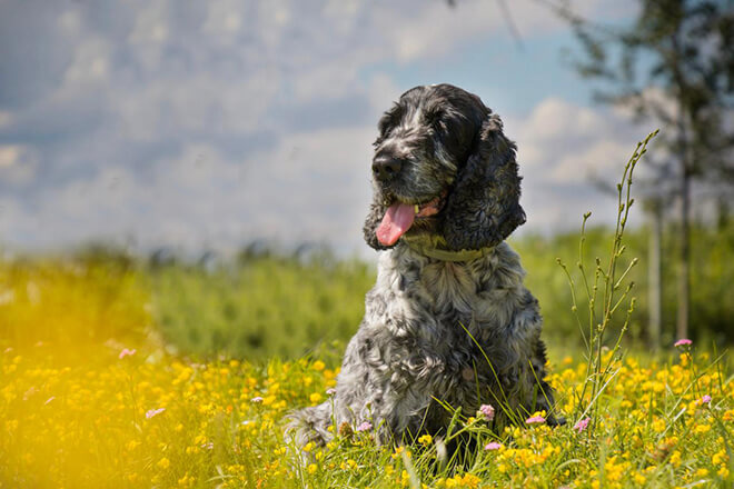 охотничья собака на уток