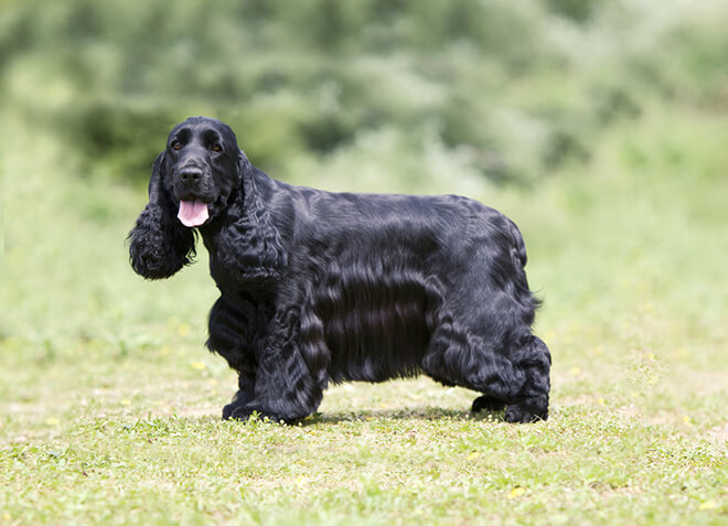 Английский кокер-спаниель