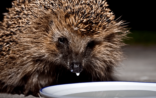 Ежи защищают от змей Ezhi zashchishchayut ot zmej