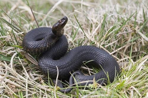 Гадюка Gadyuka