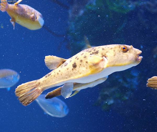 Такифугу глаза-фото (лат. Takifugu chrysops)