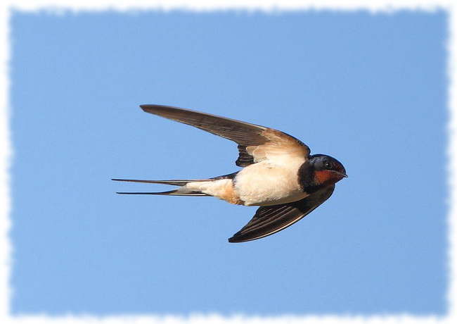 Ласточки - интересные факты