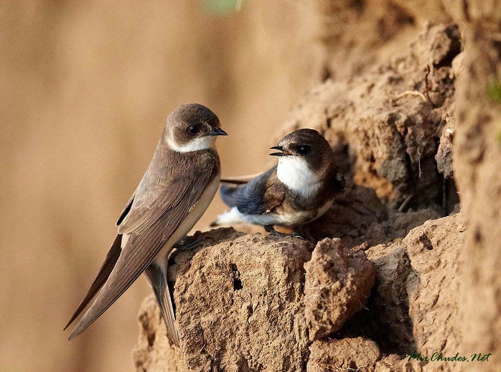 Ласточки - интересные факты