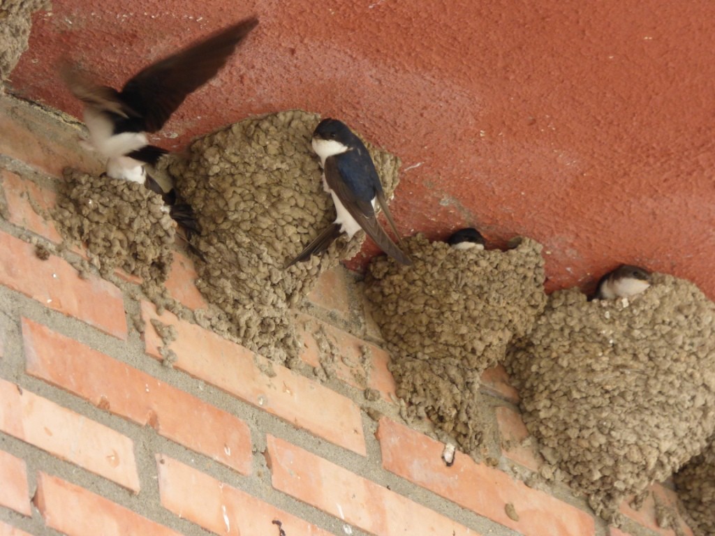 Ласточкино гнездо