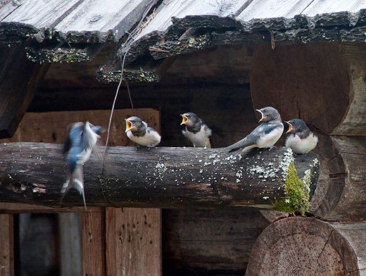 Ласточки - интересные факты