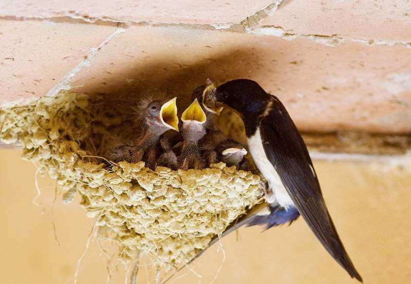 Ласточки - интересные факты