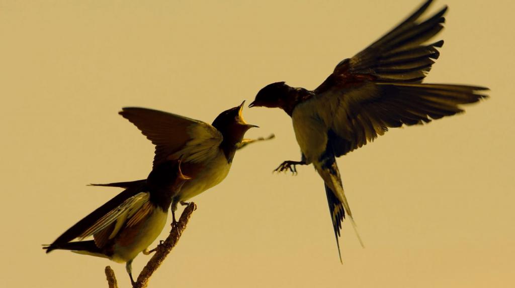 Кормите детей