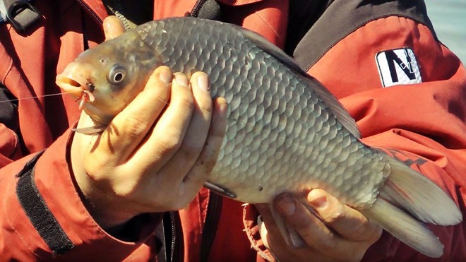 Фидер на весеннего карася