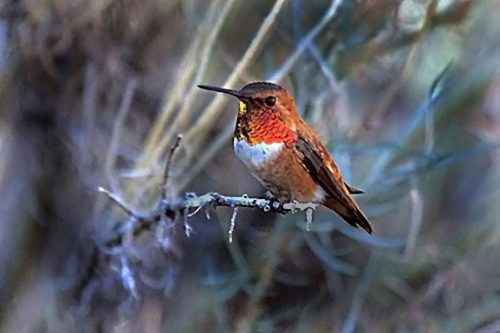 Птицы Подмосковья - названия и описания