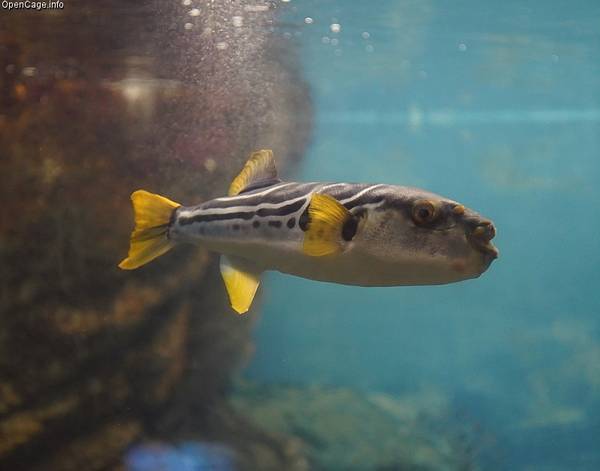 Фото иглобрюха (лат. Takifugu xanthopterus)