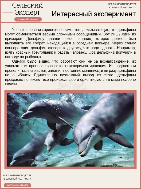 Рыба - это млекопитающее или нет: описание морских обитателей