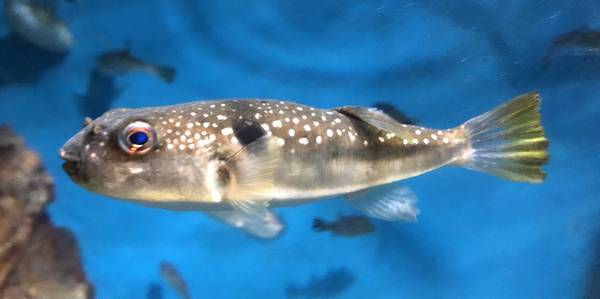 Изображение пухохвоста (лат. Takifugu niphobles)