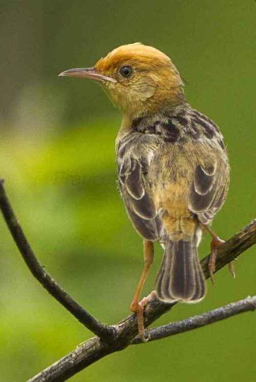 Птицы Подмосковья - названия и описания