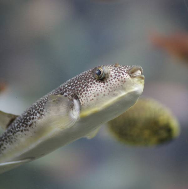 Такифугу огни фото (лат. Takifugu snyderi)