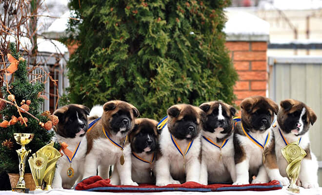 американская акита